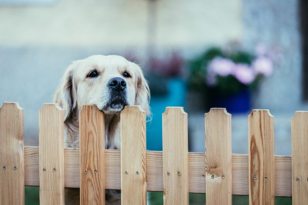 Canine Fence Installation
