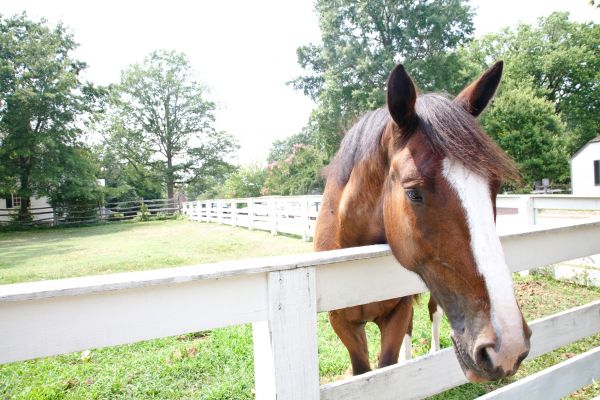 Equine Fence Replacement